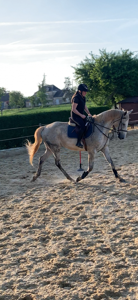 &Agrave; vendre Hongre AA 10 ans