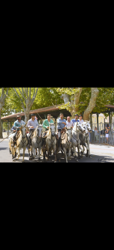 Cheval camargue &agrave; vendre