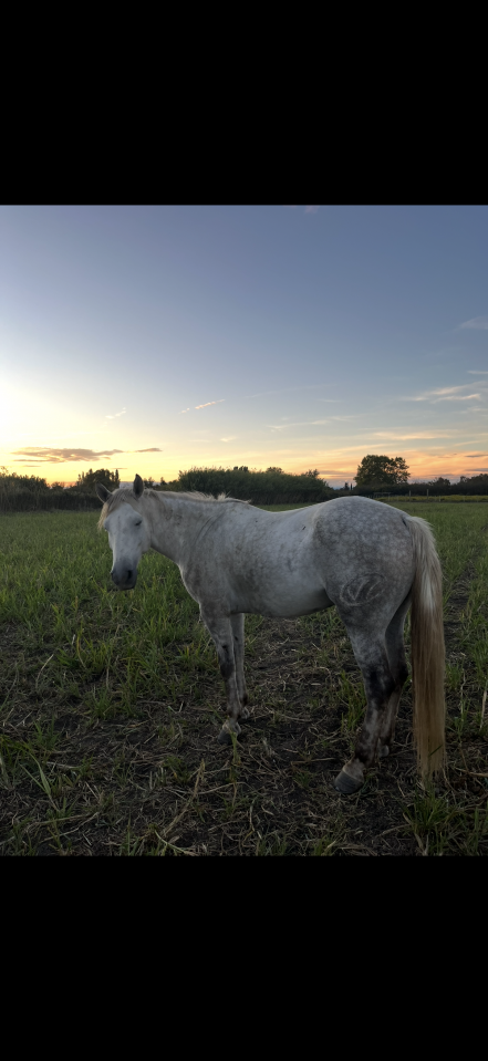 Cheval camargue &agrave; vendre