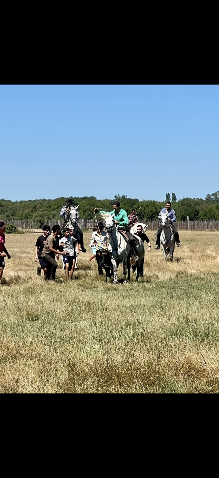 Cheval camargue &agrave; vendre