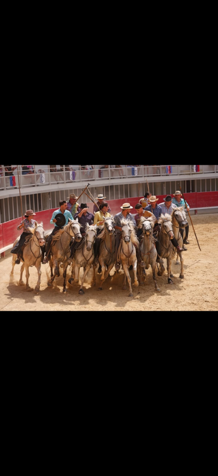 Cheval camargue &agrave; vendre