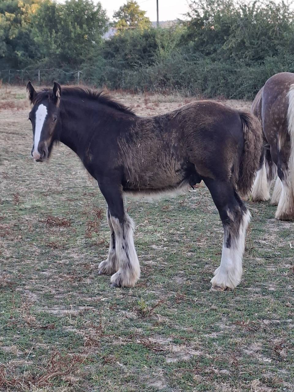 QALEDWLCH poulain irish-cob pp ics