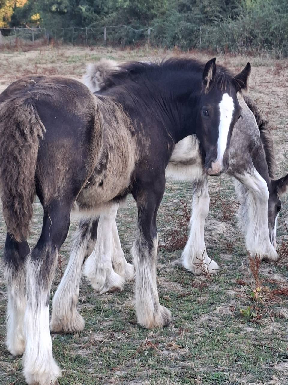 QALEDWLCH poulain irish-cob pp ics