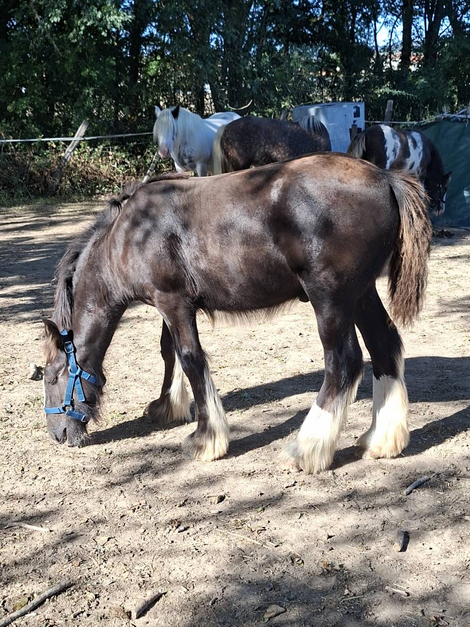 QALEDWLCH poulain irish-cob pp ics