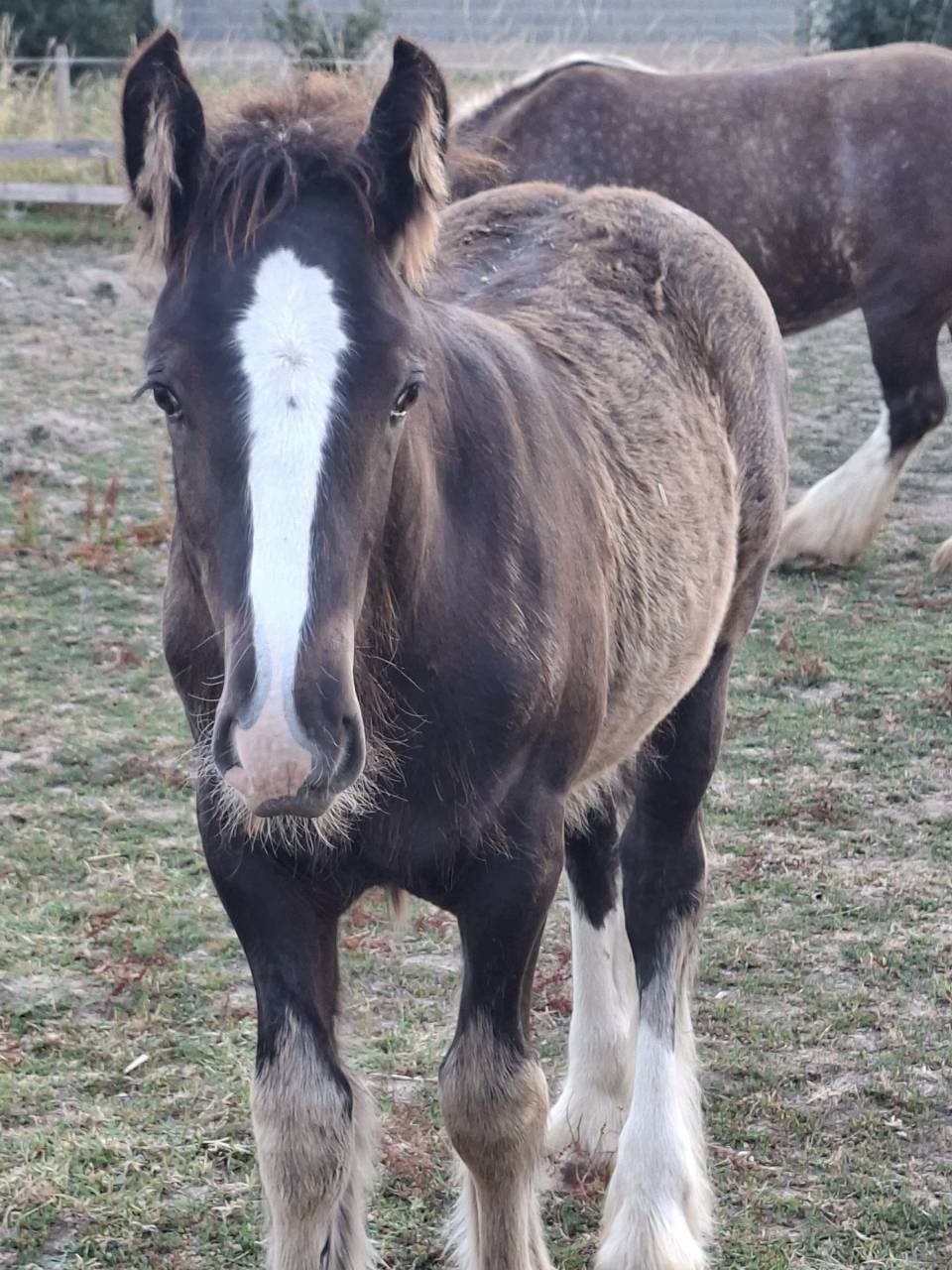 QALEDWLCH poulain irish-cob pp ics