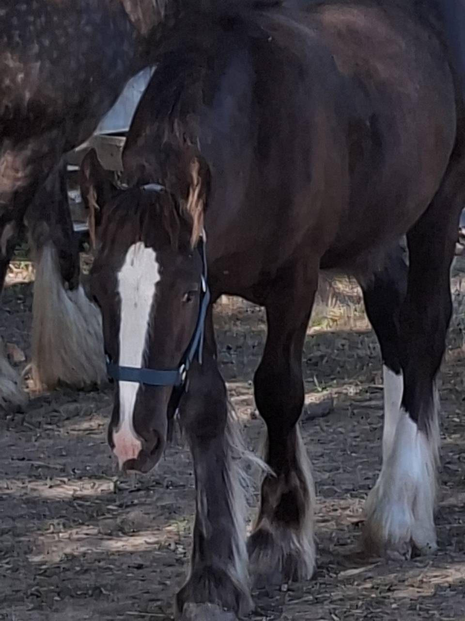 QALEDWLCH poulain irish-cob pp ics
