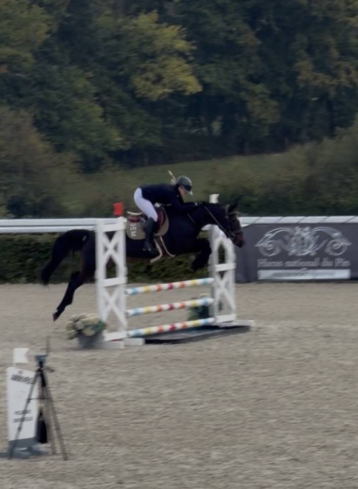 Jument de selle de cso