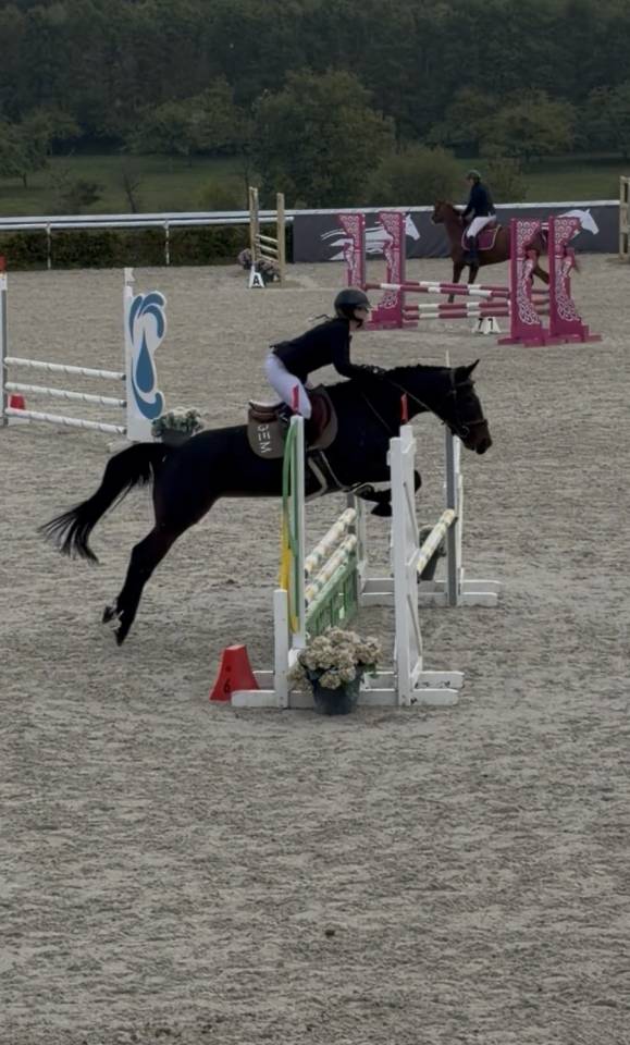 Jument de selle de cso