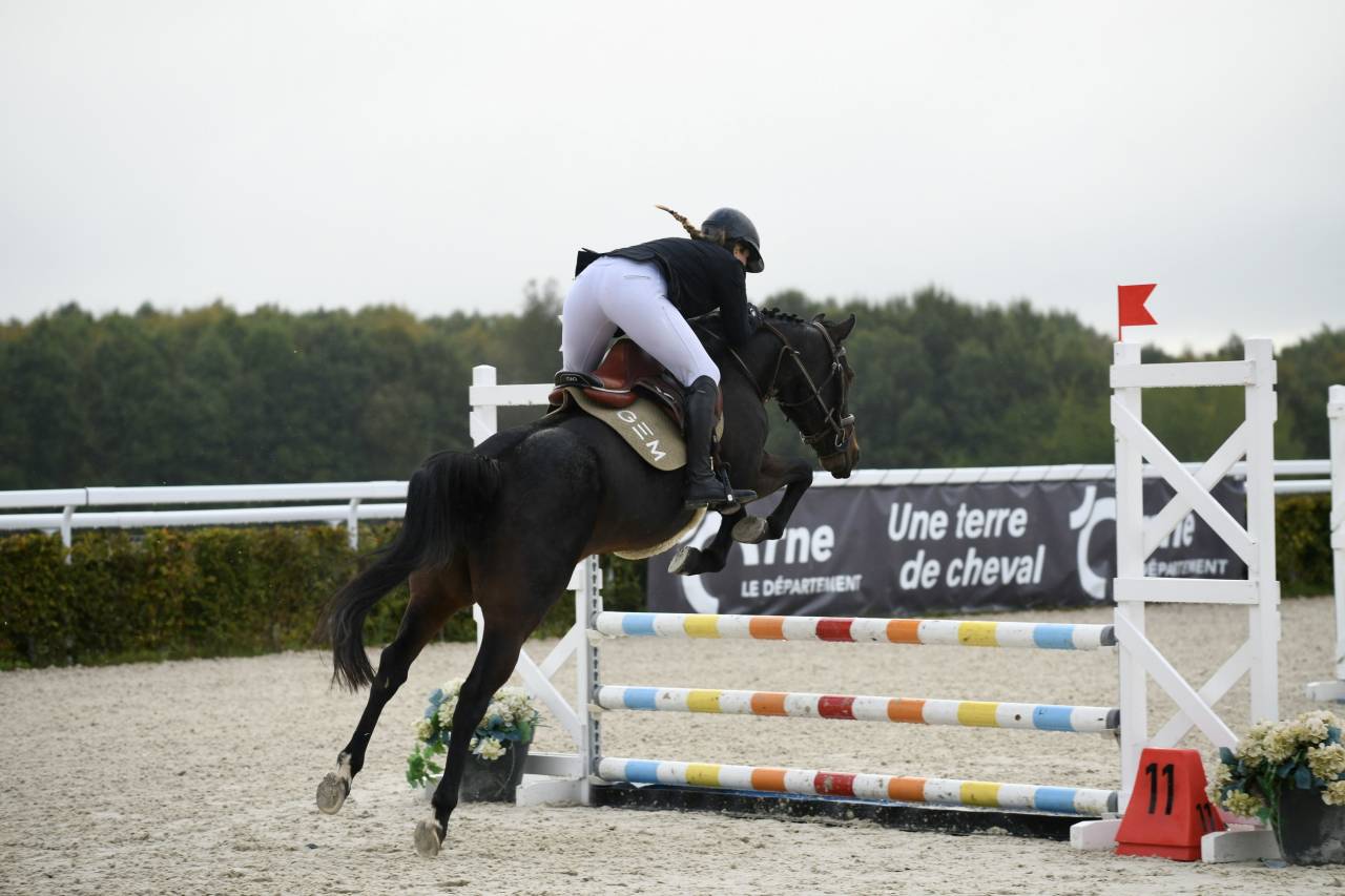 Jument de selle de cso