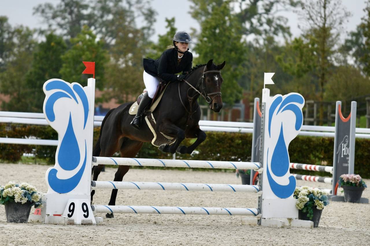 Jument de selle de cso