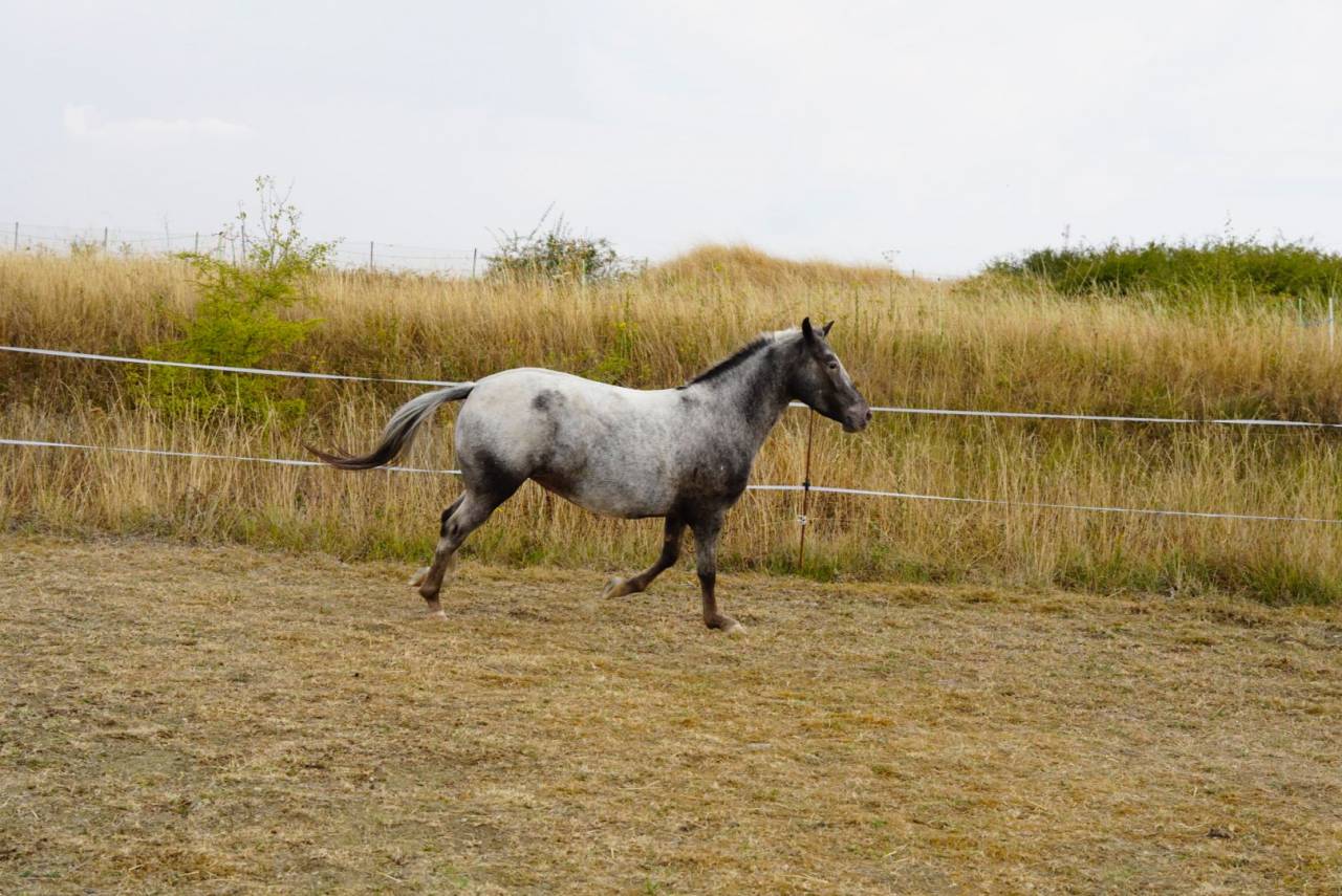 Ponette B 9 ans 