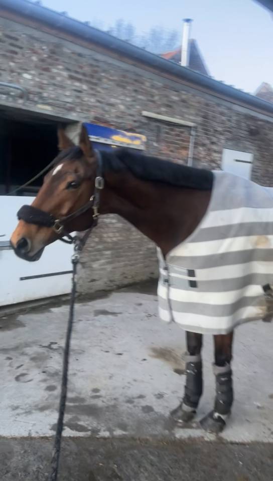 Cheval &agrave; vendre