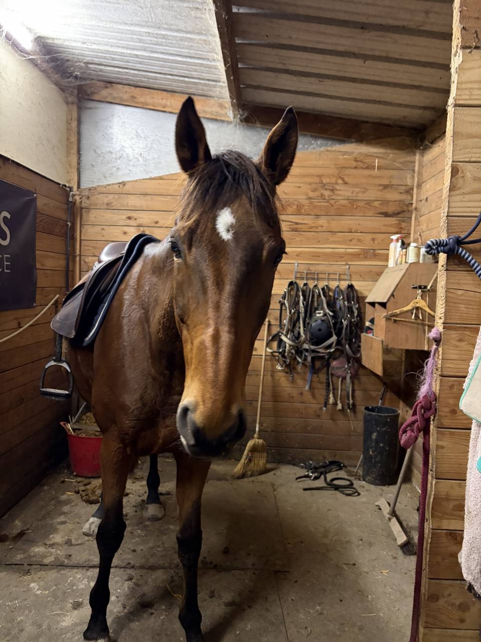 Cheval &agrave; vendre