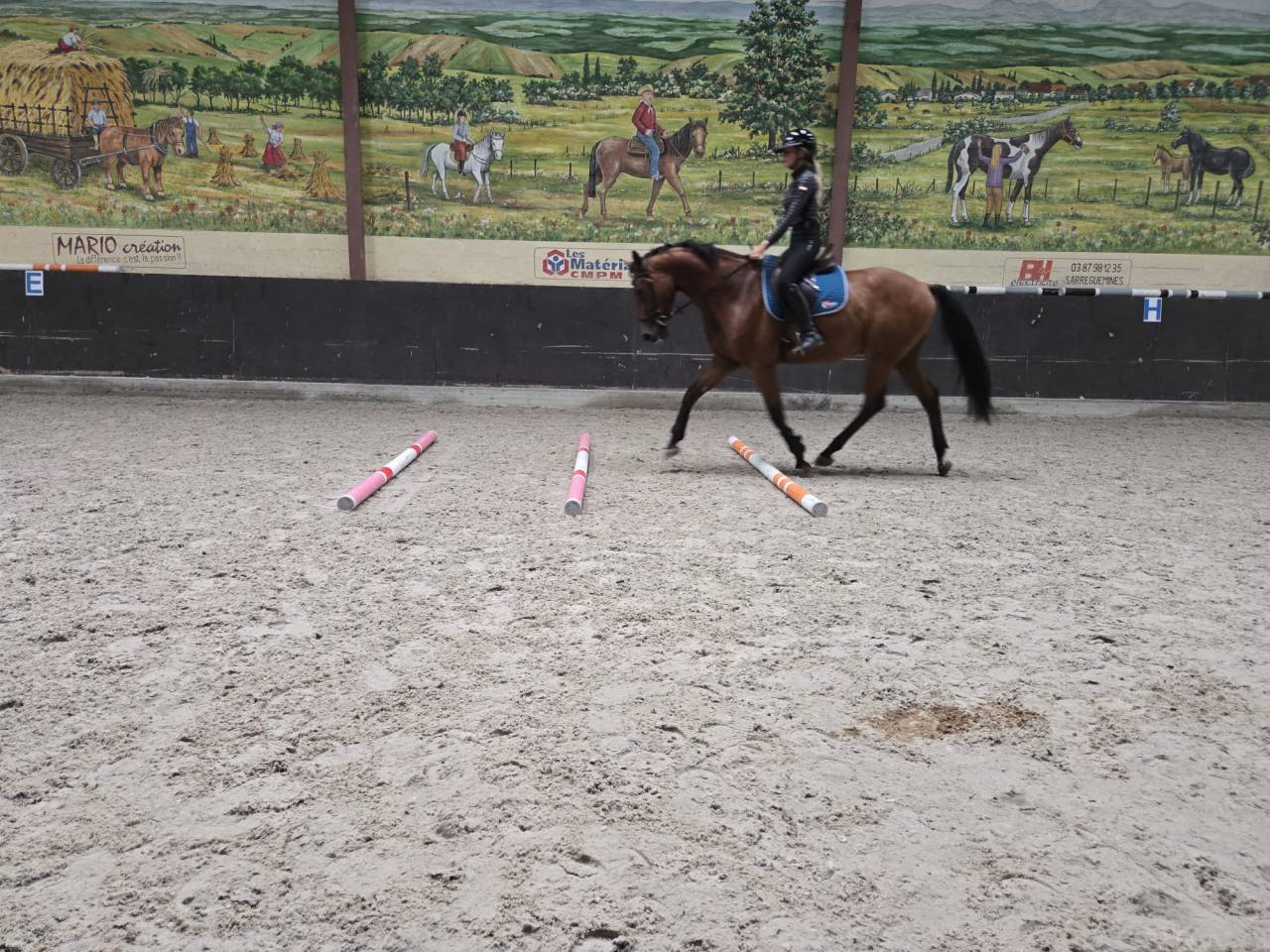 Magnifique cheval de 3 ans Polyvalent et brave