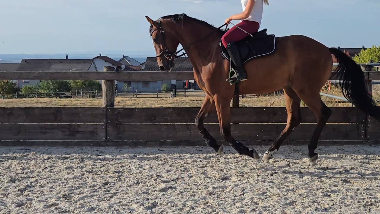 Magnifique cheval de 3 ans Polyvalent et brave