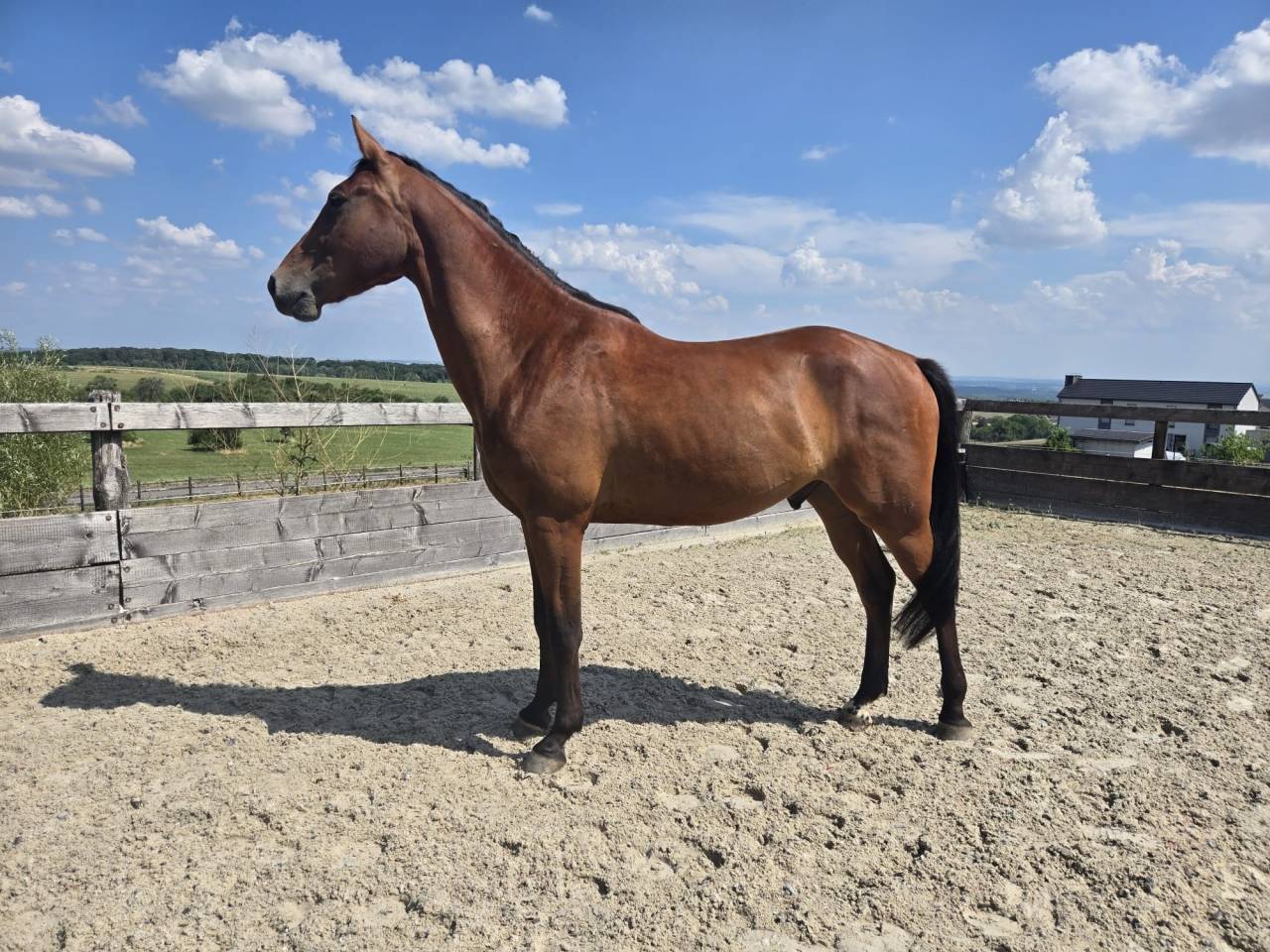 Magnifique cheval de 3 ans Polyvalent et brave