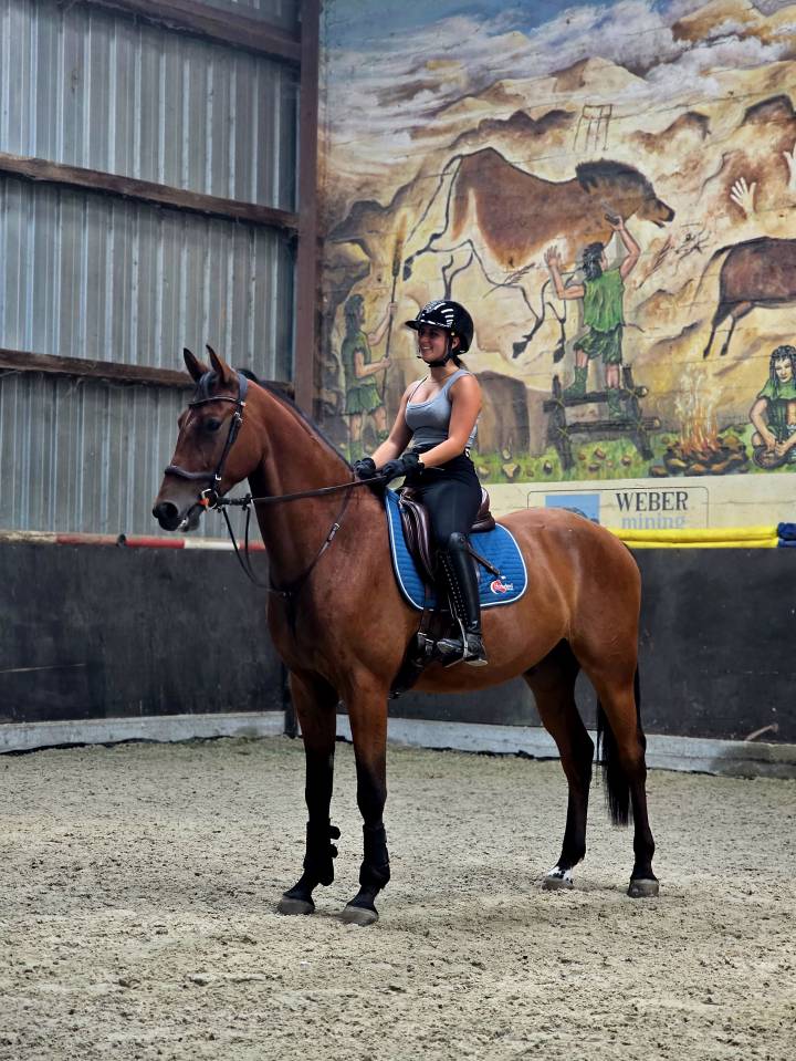 Magnifique cheval de 3 ans Polyvalent et brave