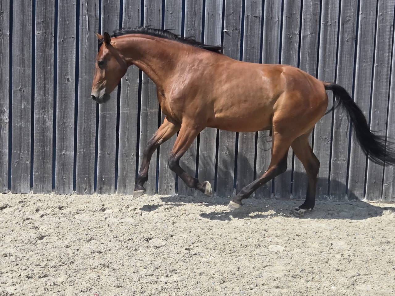 Magnifique cheval de 3 ans Polyvalent et brave