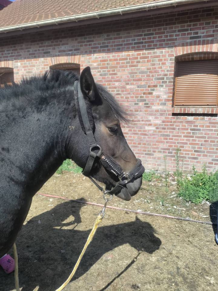 Yasmine, Ponette Pottock
