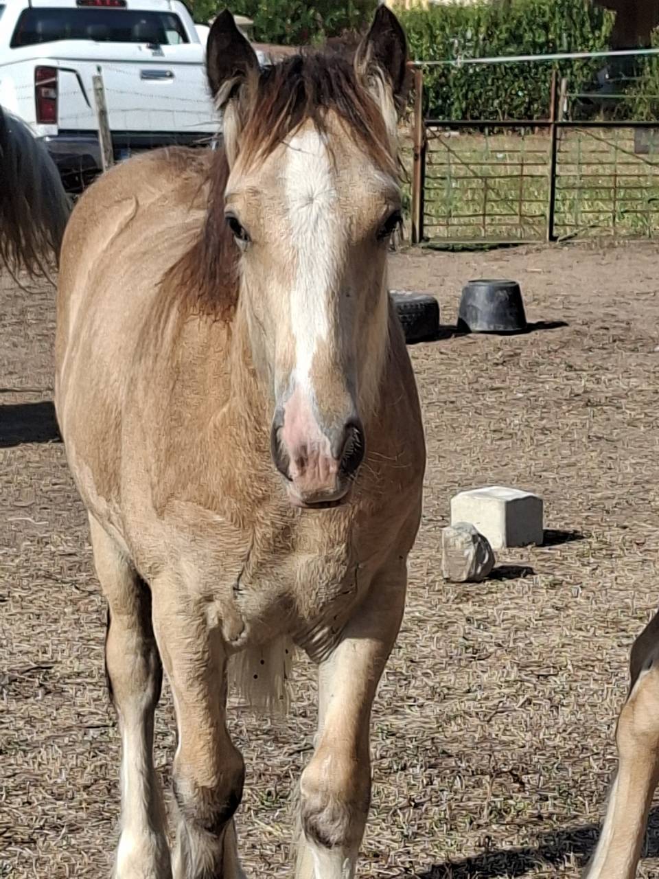 QUHOZACK de la chize irish-cob pp ics