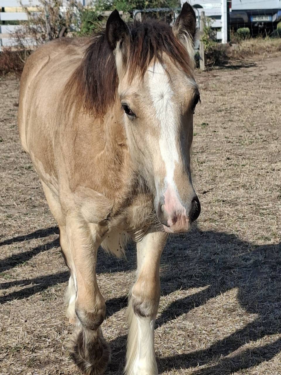 QUHOZACK de la chize irish-cob pp ics