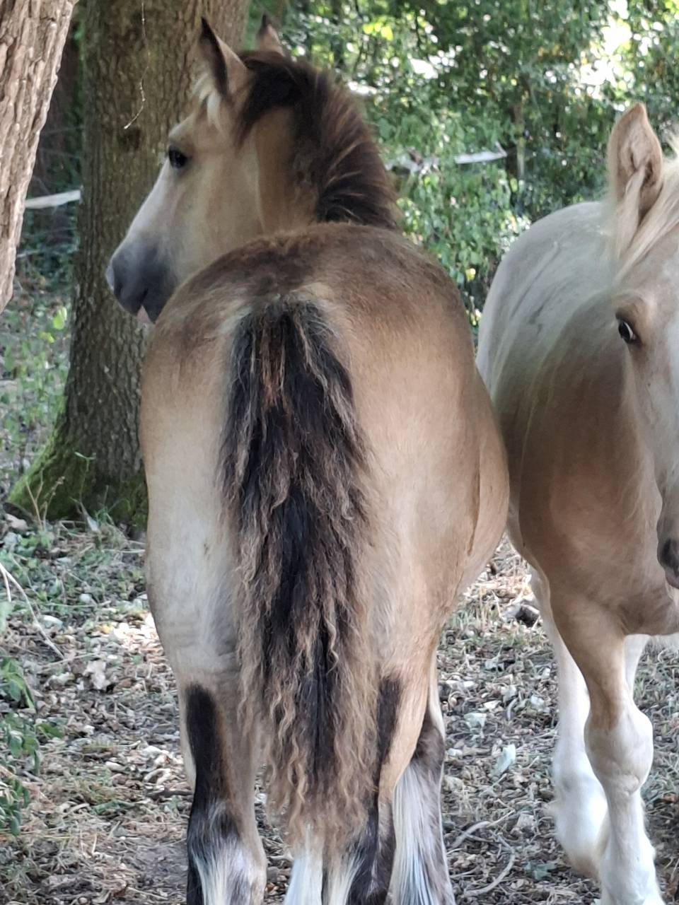 QUHOZACK de la chize irish-cob pp ics