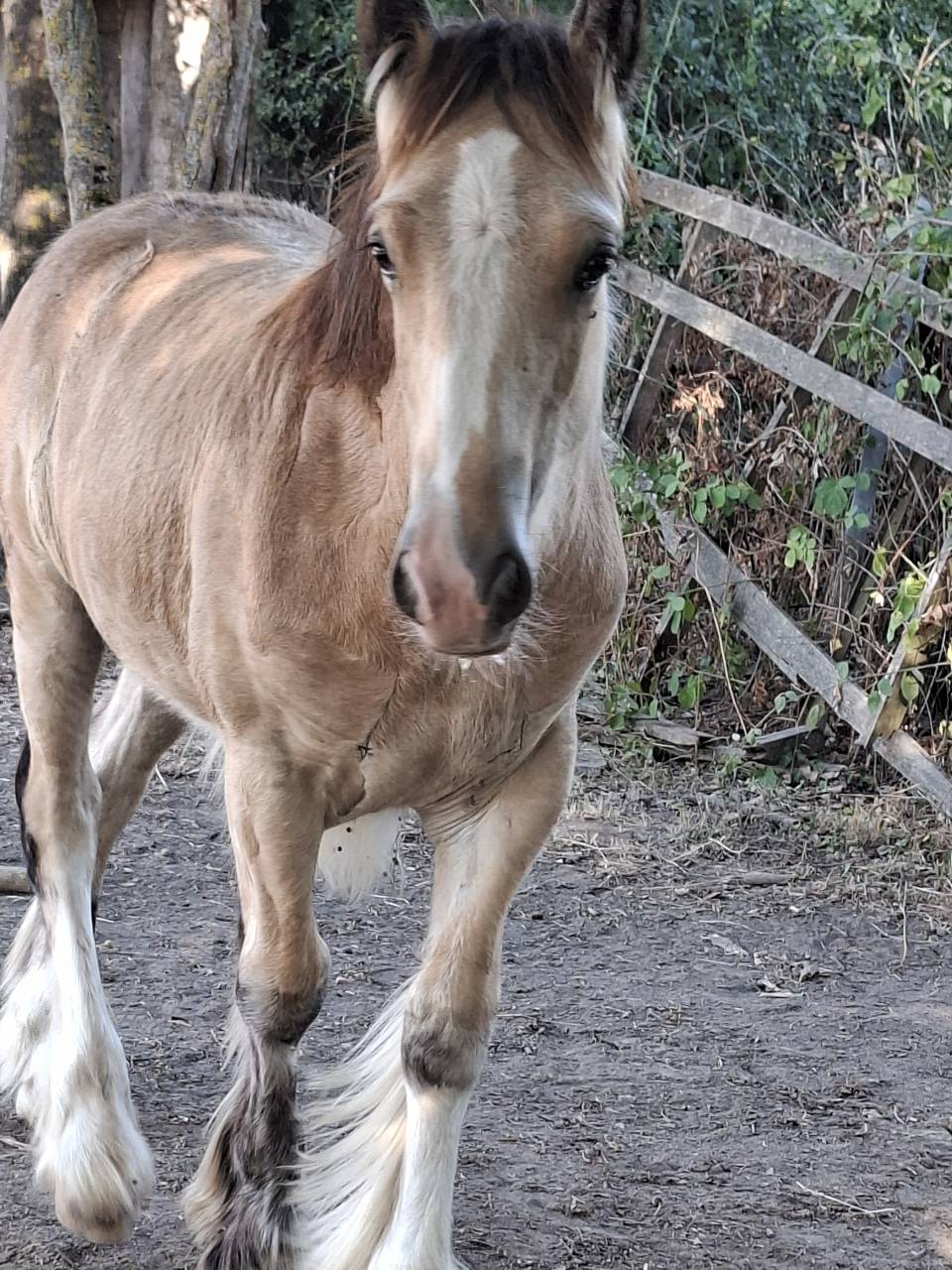 QUHOZACK de la chize irish-cob pp ics
