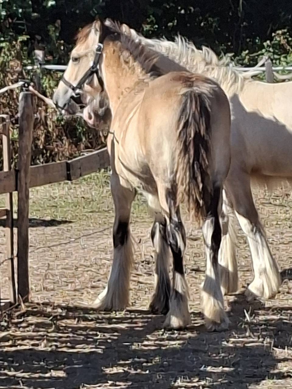 QUHOZACK de la chize irish-cob pp ics