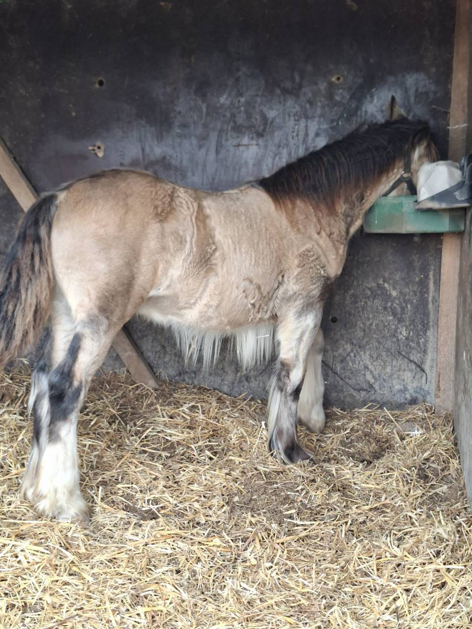 QUHOZACK de la chize irish-cob pp ics