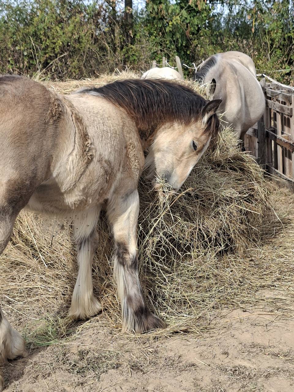 QUHOZACK de la chize irish-cob pp ics