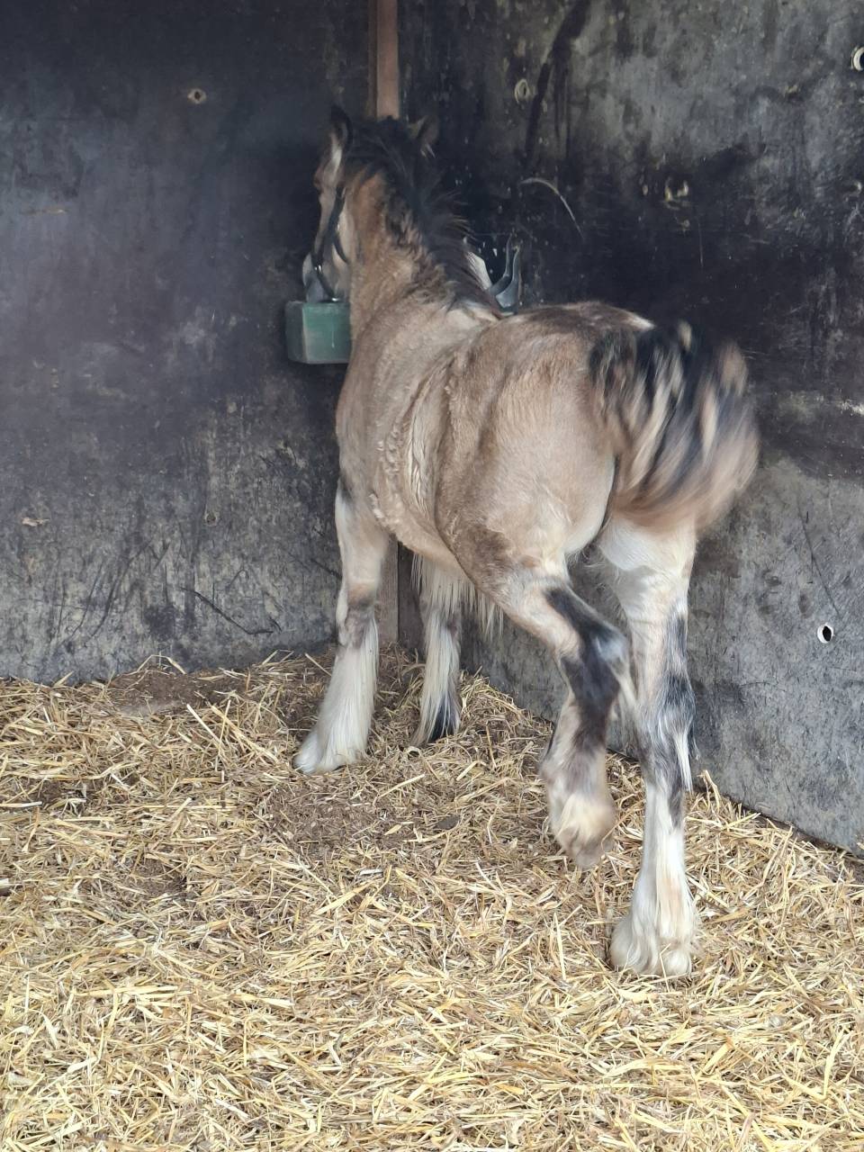 QUHOZACK de la chize irish-cob pp ics