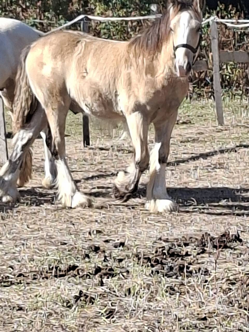 QUHOZACK de la chize irish-cob pp ics