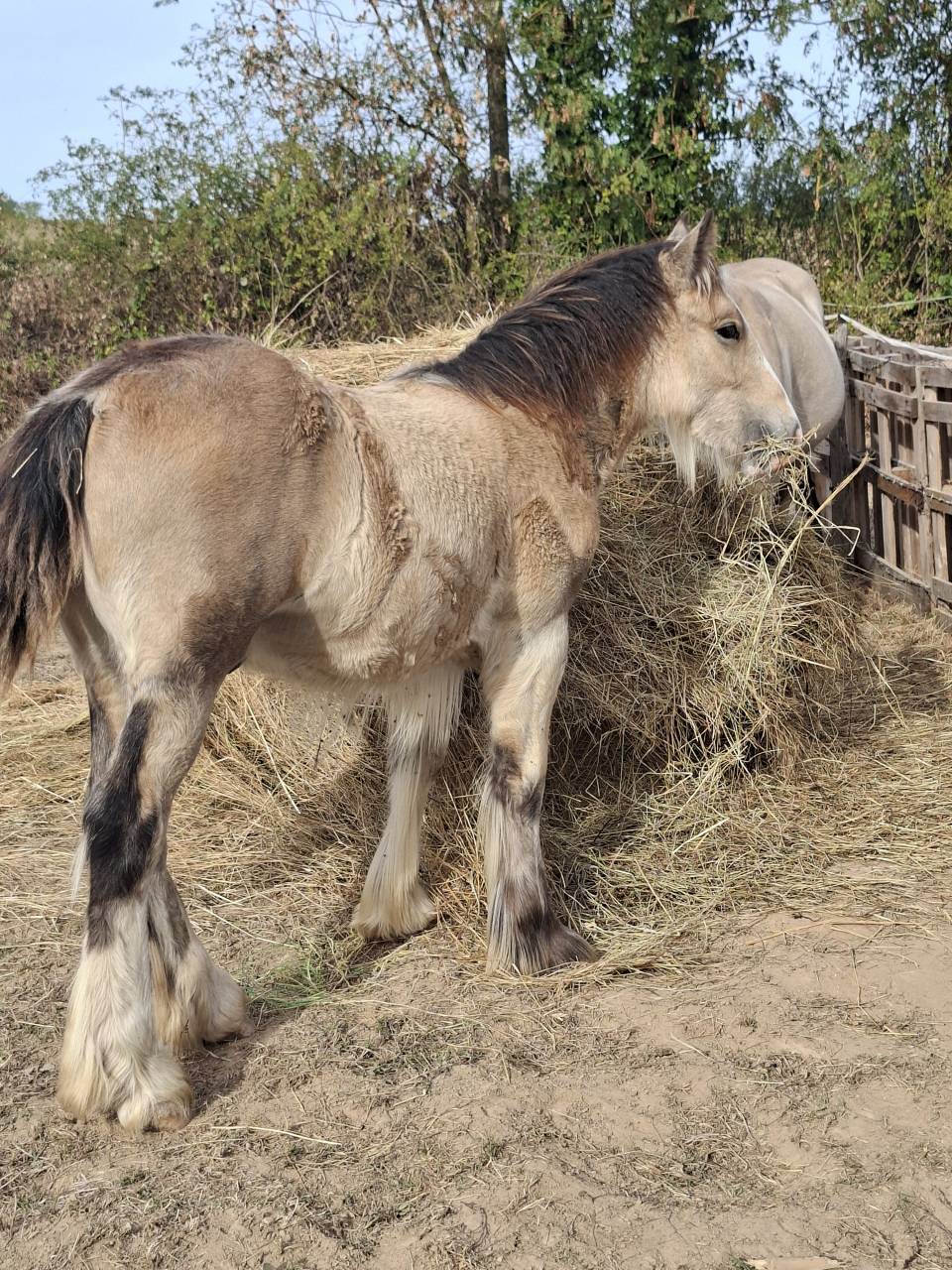 QUHOZACK de la chize irish-cob pp ics