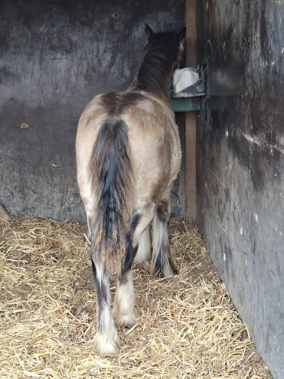 QUHOZACK de la chize irish-cob pp ics