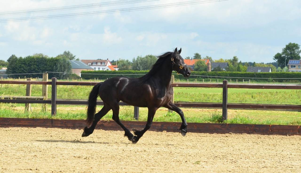 Jument frison