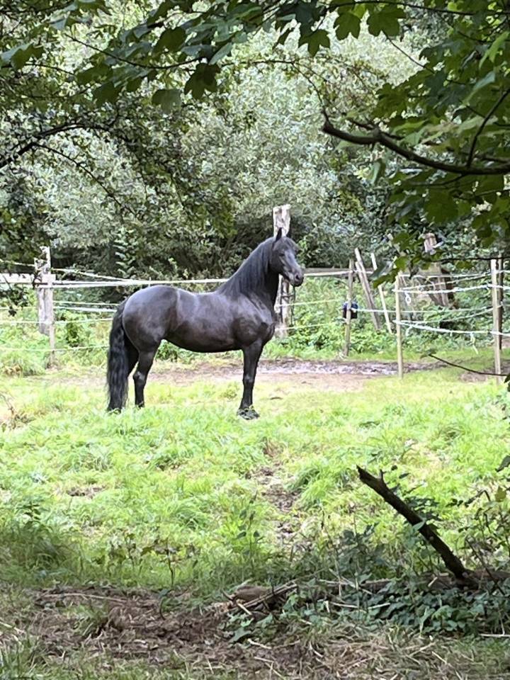 Jument frison