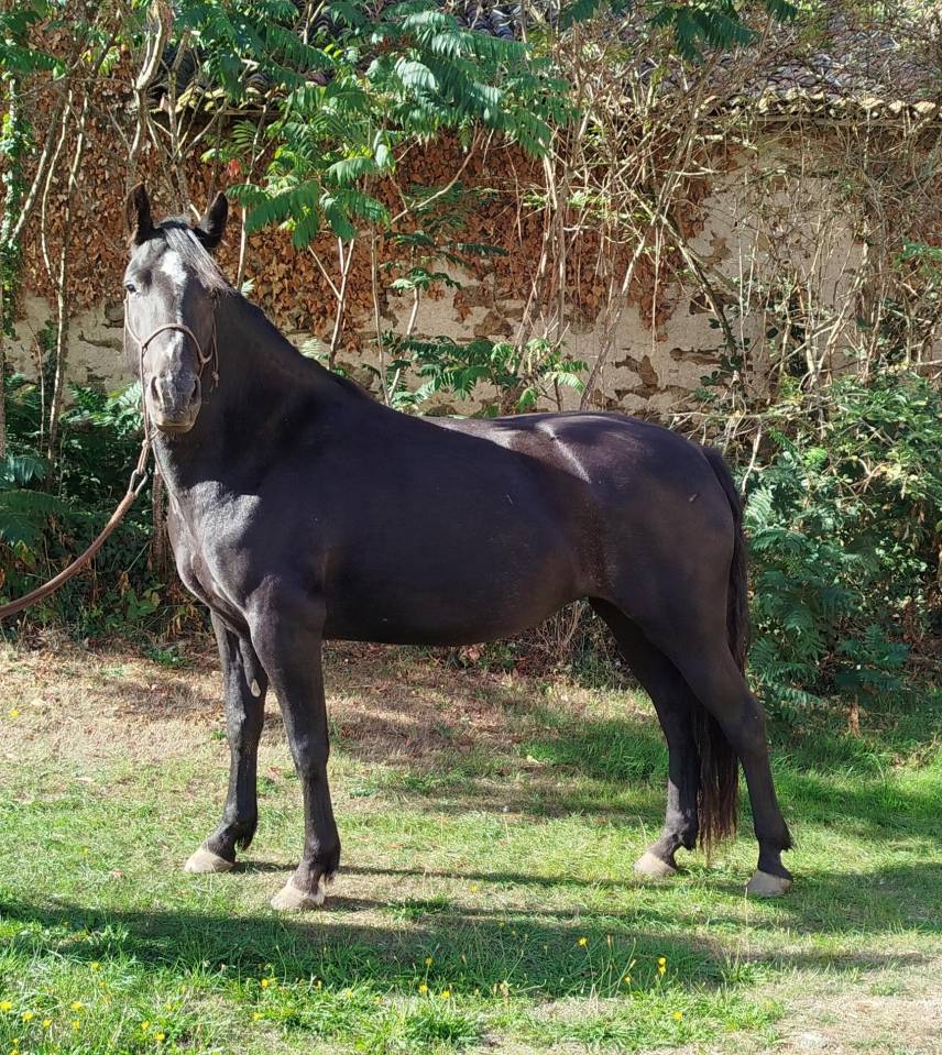 ponette connemara 4 ans
