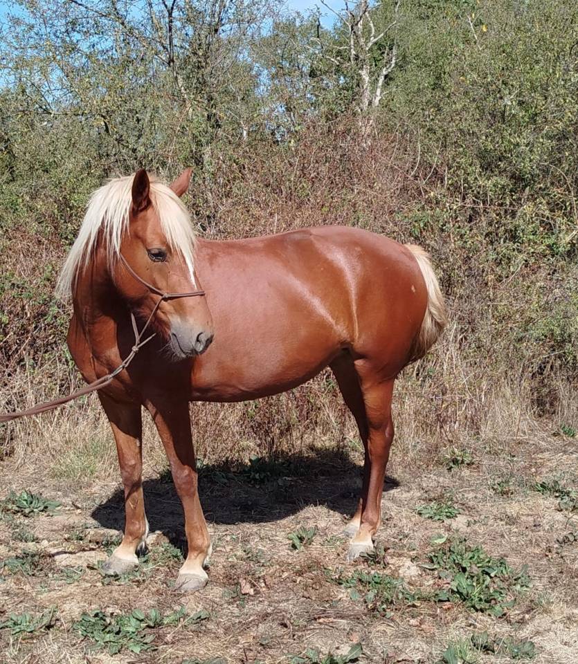 ponette connemara 4 ans