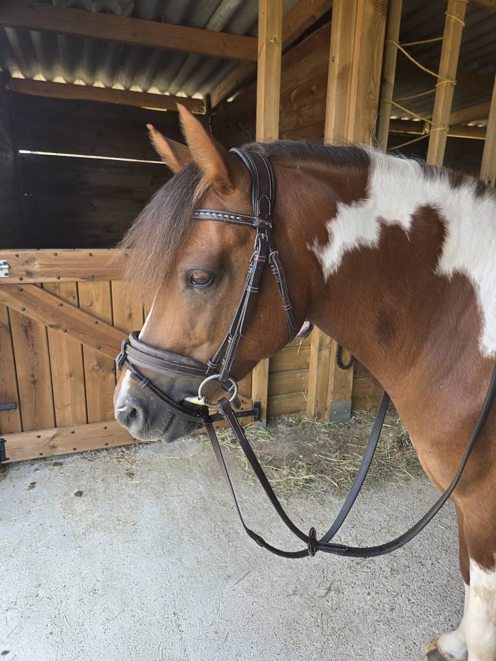 Poney B 7ans