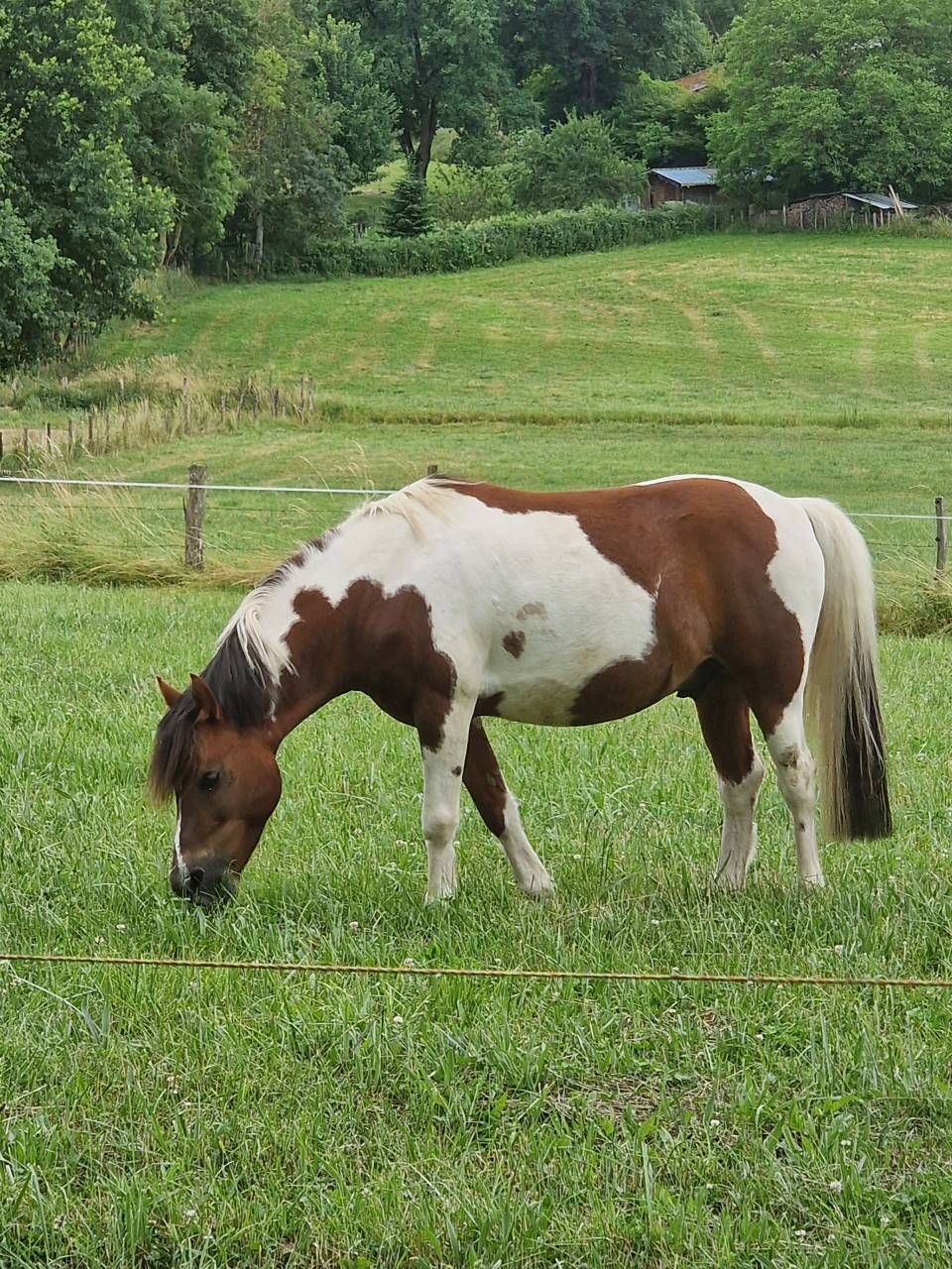 Poney B 7ans