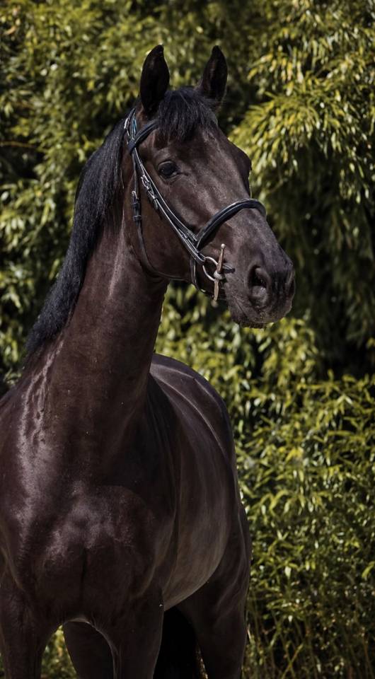 Cheval amateur 