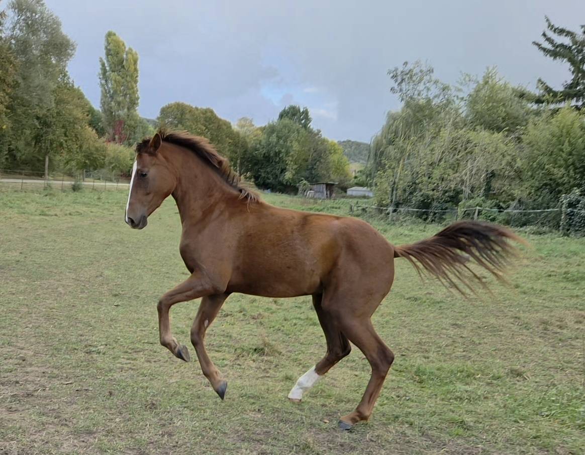 Jument par Callaho's Benicio