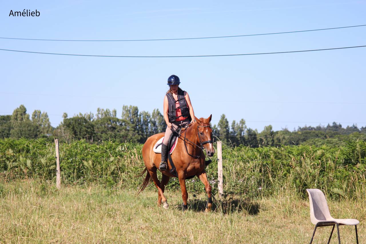 cheval SF maitre d&eacute;cole