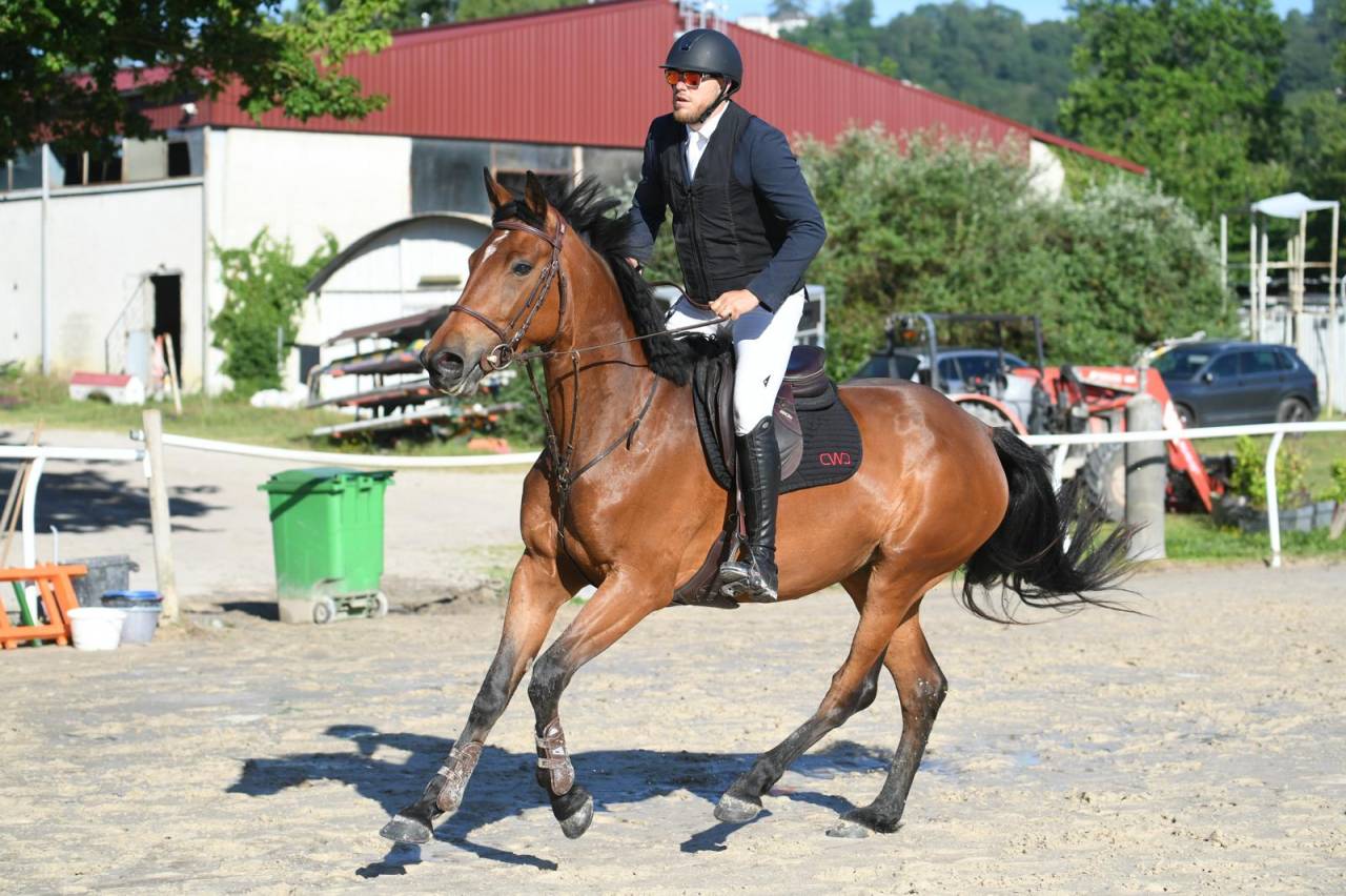 VICTOIRE MONTANA Z ? Jument Zangersheide de 4ans