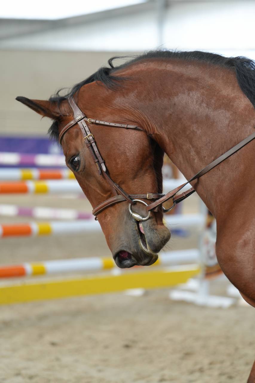 VICTOIRE MONTANA Z ? Jument Zangersheide de 4ans