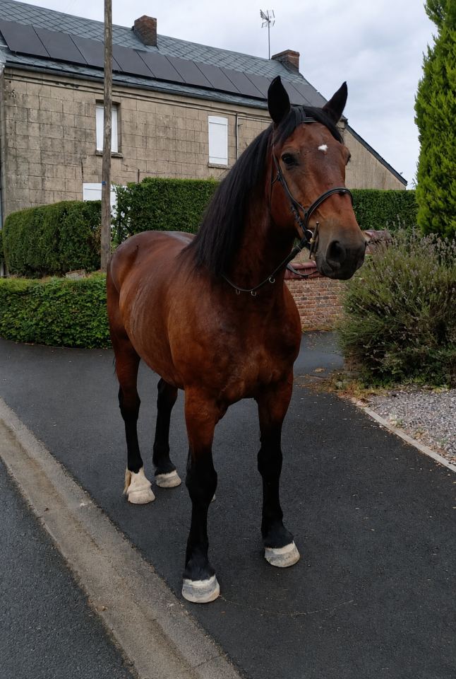 Cob Normand