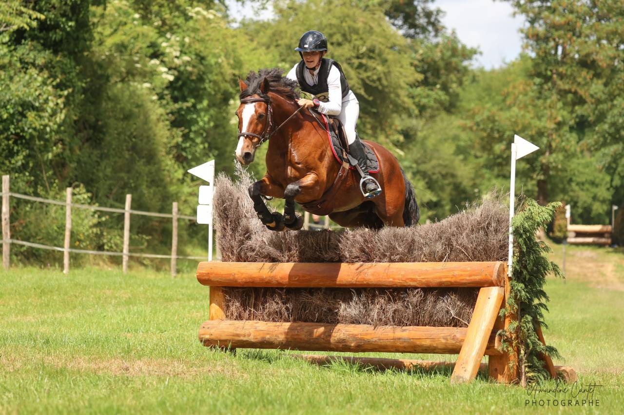 Poney D ma&icirc;tre d&rsquo;&eacute;cole, &agrave; louer
