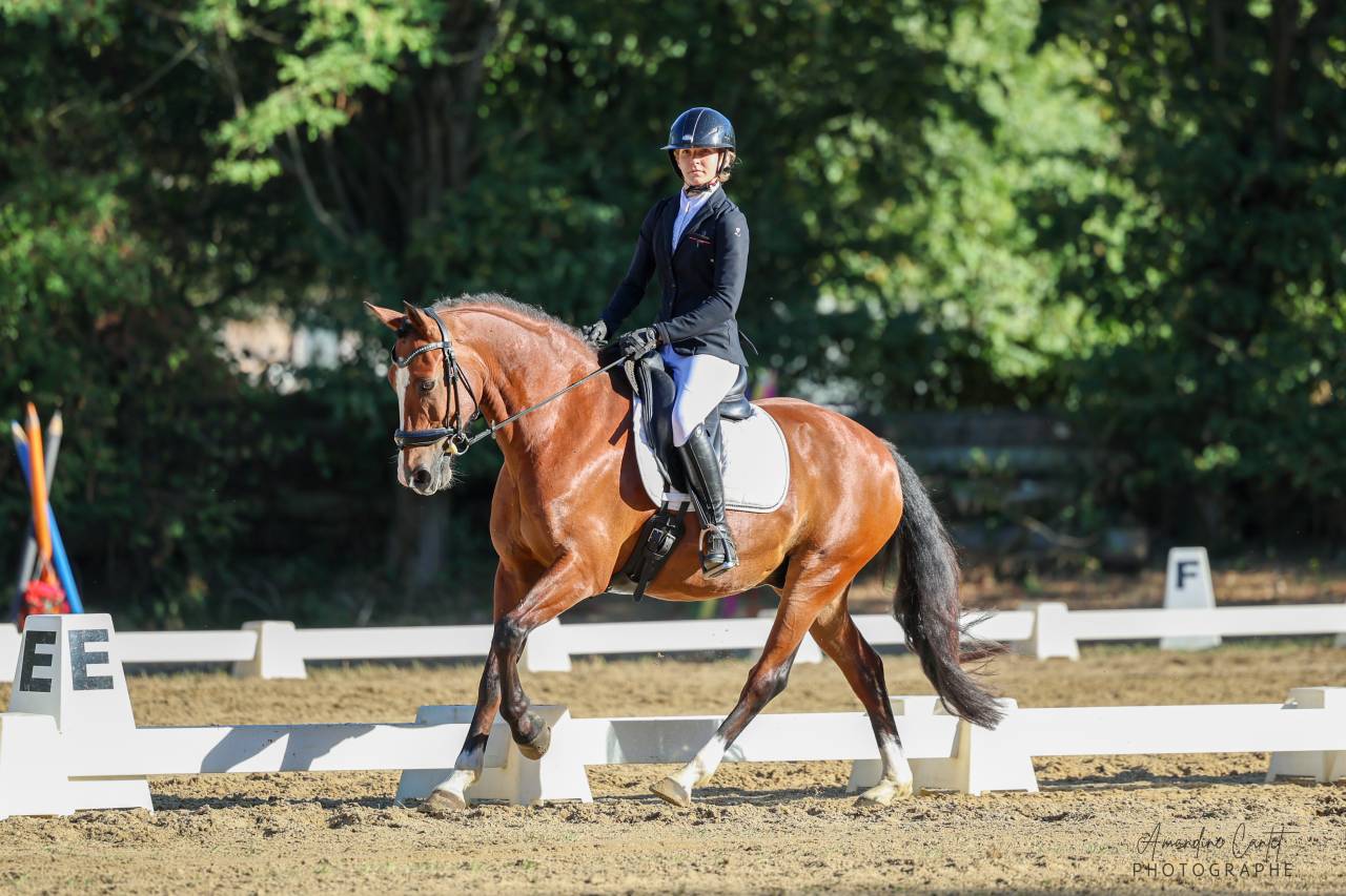 Poney D ma&icirc;tre d&rsquo;&eacute;cole, &agrave; louer