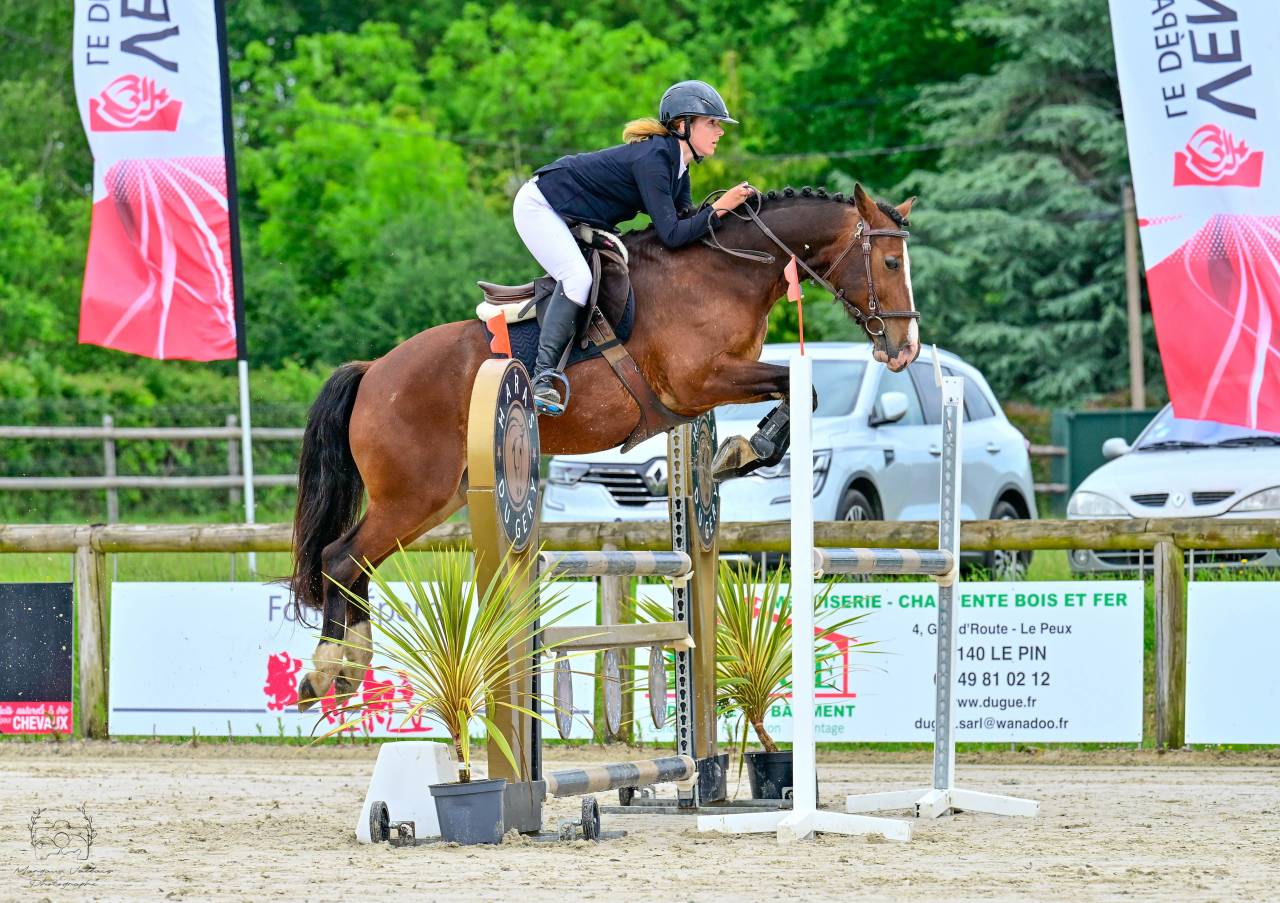 Poney D ma&icirc;tre d&rsquo;&eacute;cole, &agrave; louer