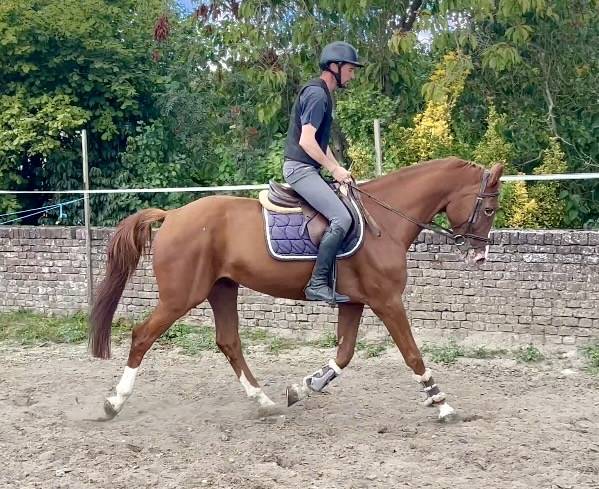 Hongre de 7 ans, +-1m65, BWP, par Nixon vh Meulenhof